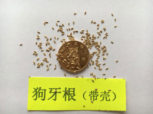 狗牙根(帶殼) 狗牙根(帶殼)