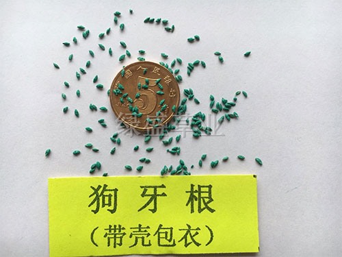 狗牙根(帶殼包衣) 狗牙根(帶殼包衣)