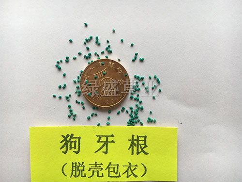 狗牙根(脫殼包衣) 狗牙根(脫殼包衣)