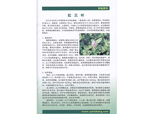 紅三葉種植資料 紅三葉種植資料