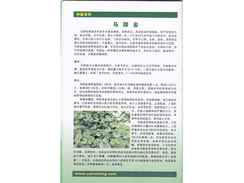 馬蹄金種植資料 馬蹄金種植資料