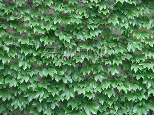 爬山虎 爬山虎