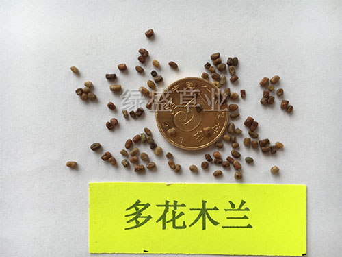 多花木蘭 多花木蘭